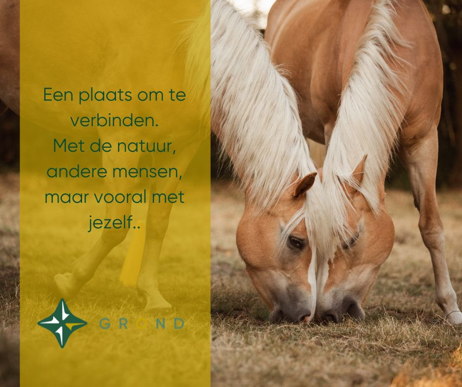 Workshop Paarden Teambuilding - Foto