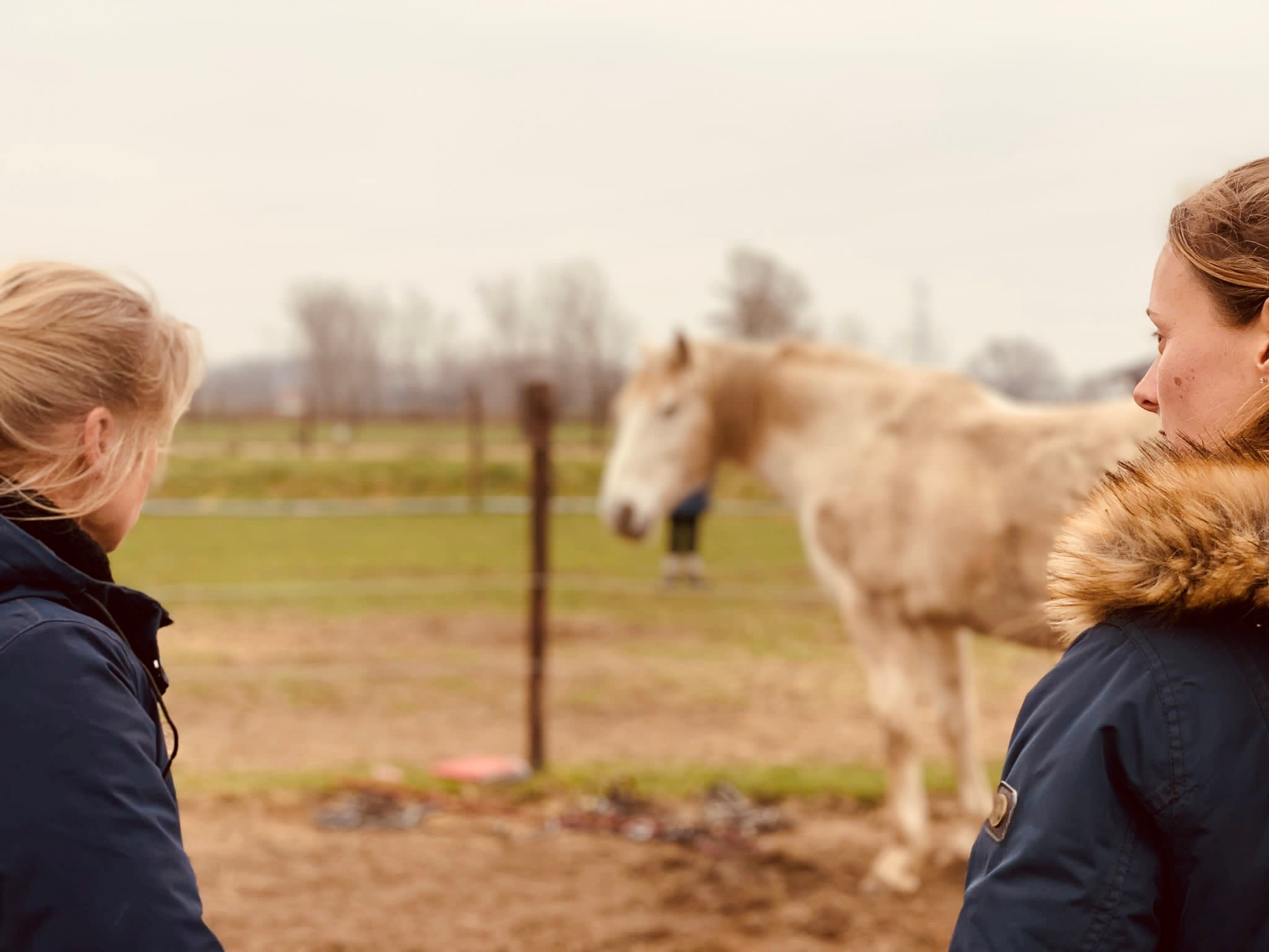 Workshop Paarden Teambuilding - Foto