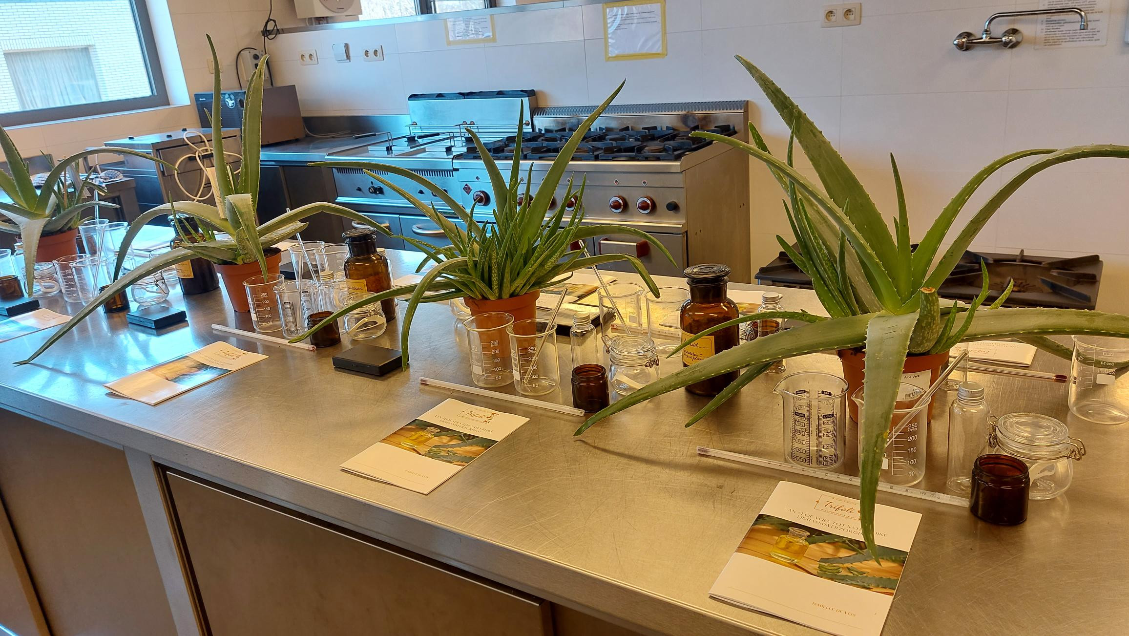 Van Aloë Vera tot natuurlijke lichaamsverzorging Workshop - Foto