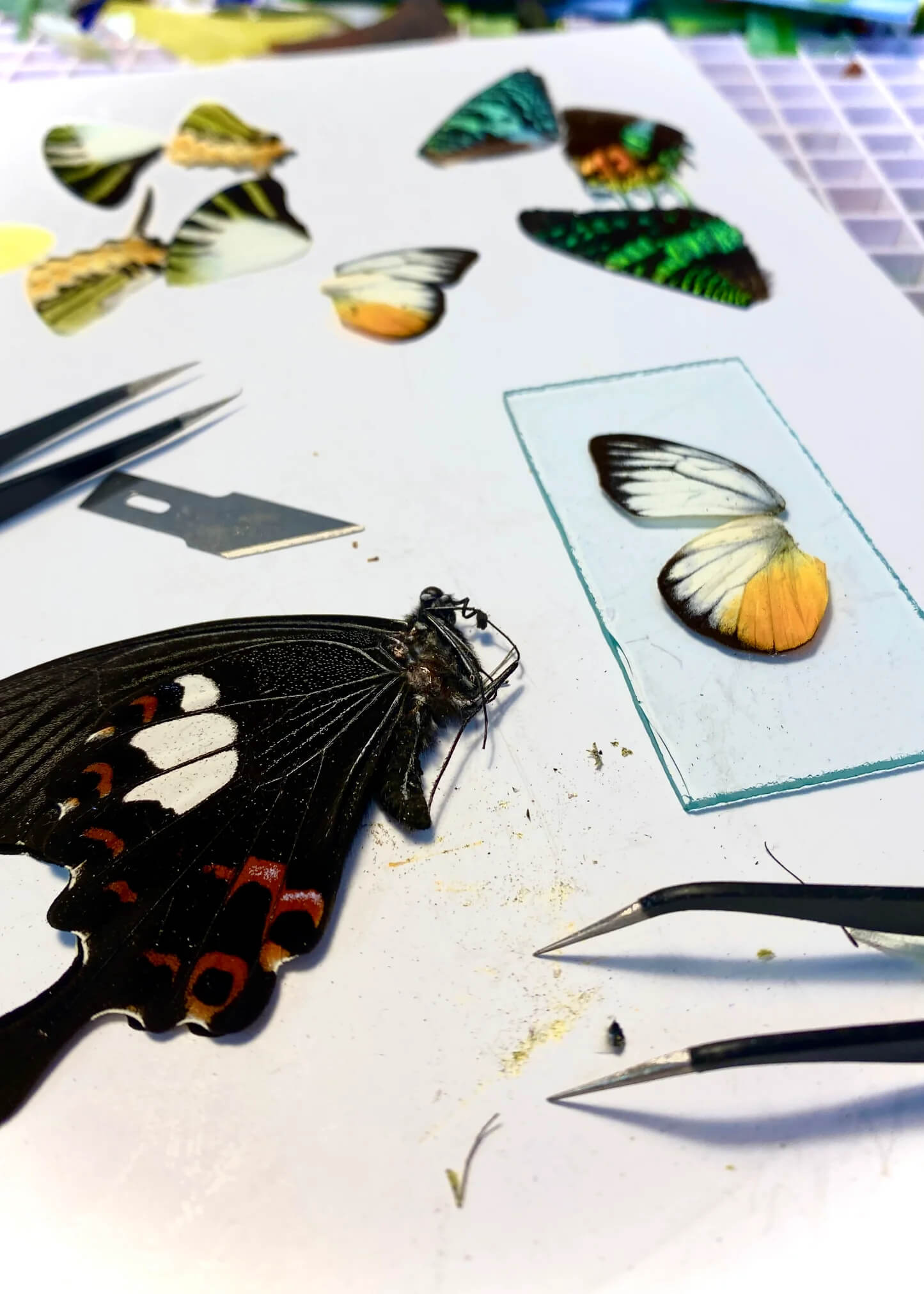 Workshop vlinders in glas-in-lood