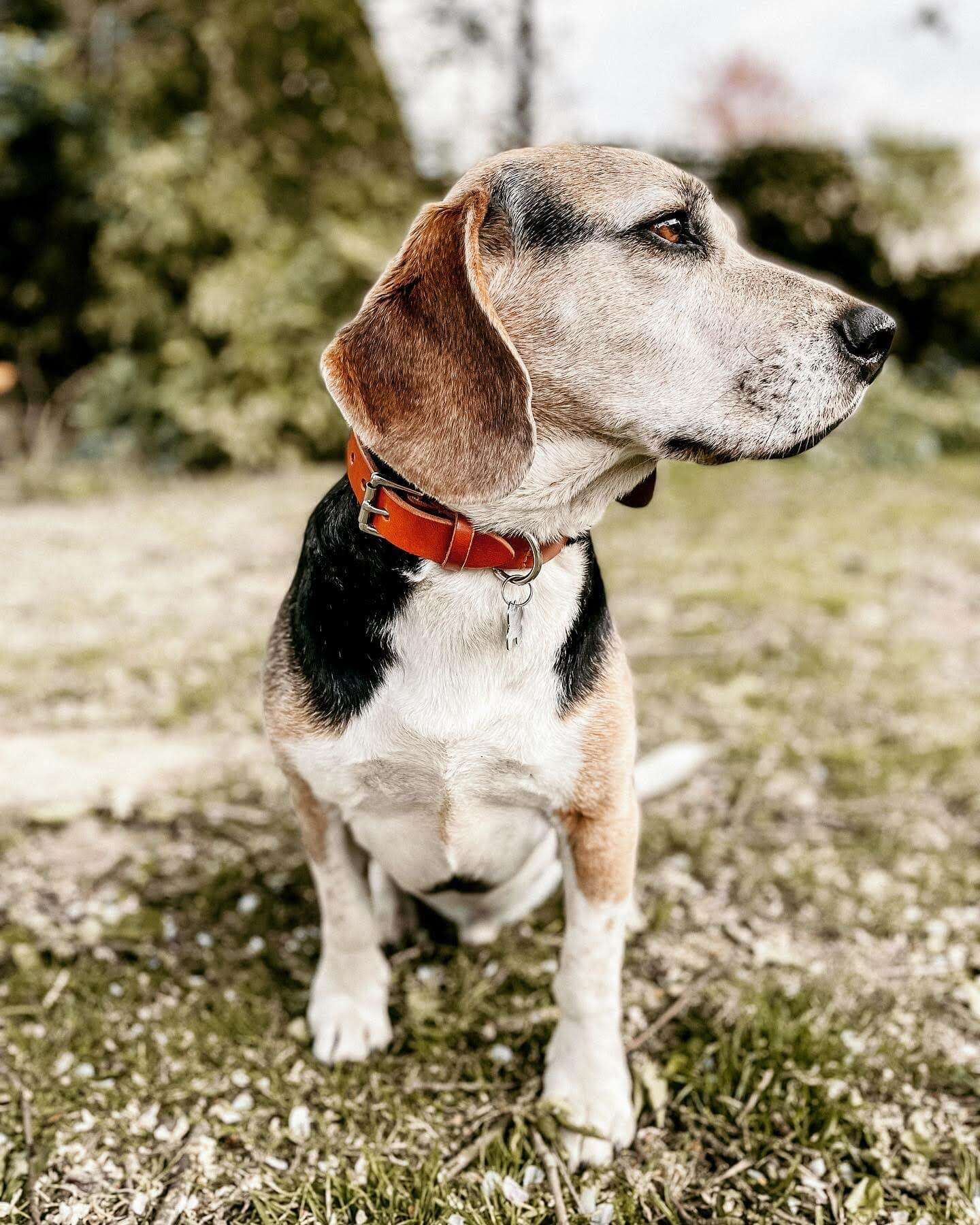 Workshop lederen hondenhalsband - Foto