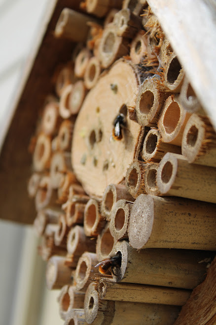 Bijenhotel walk in workshop - Foto