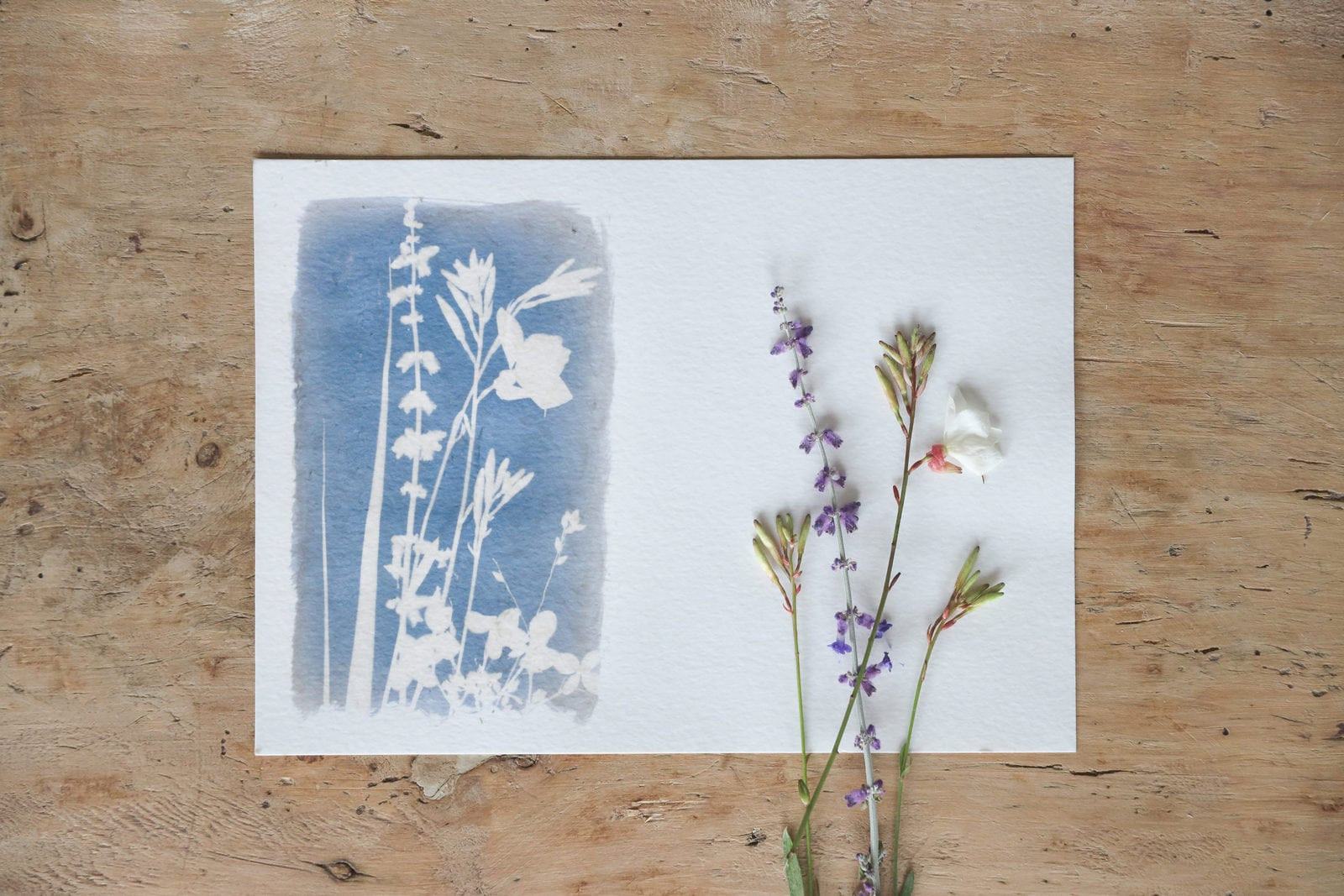 Cyanotypie - Online workshop en DIY pakket - Foto