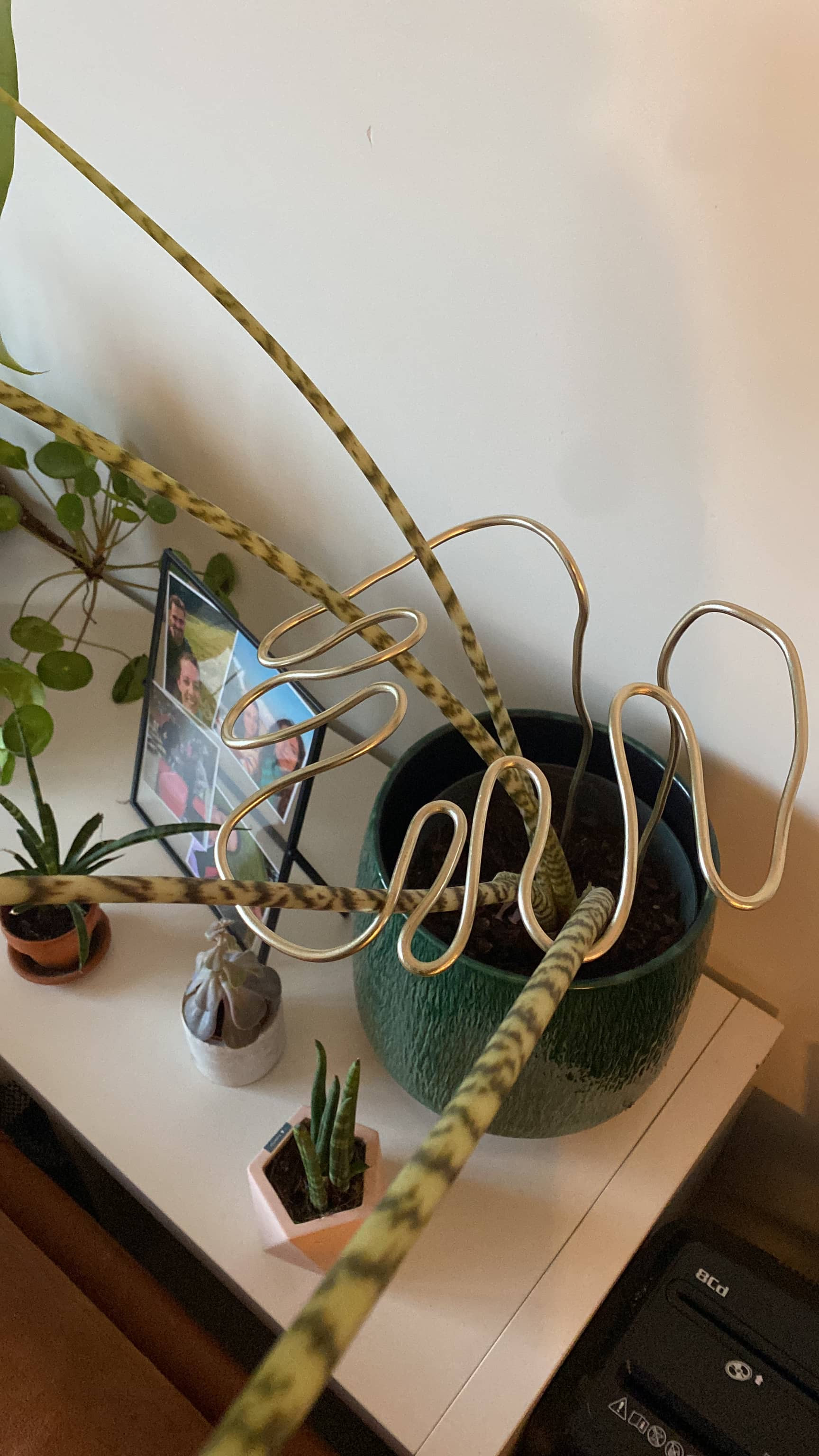 DIY Kit: Maak je Eigen Plantensteun 🌱 - Foto