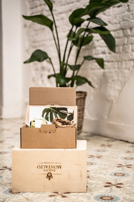 DIY pakket kweek je eigen kamerplanten