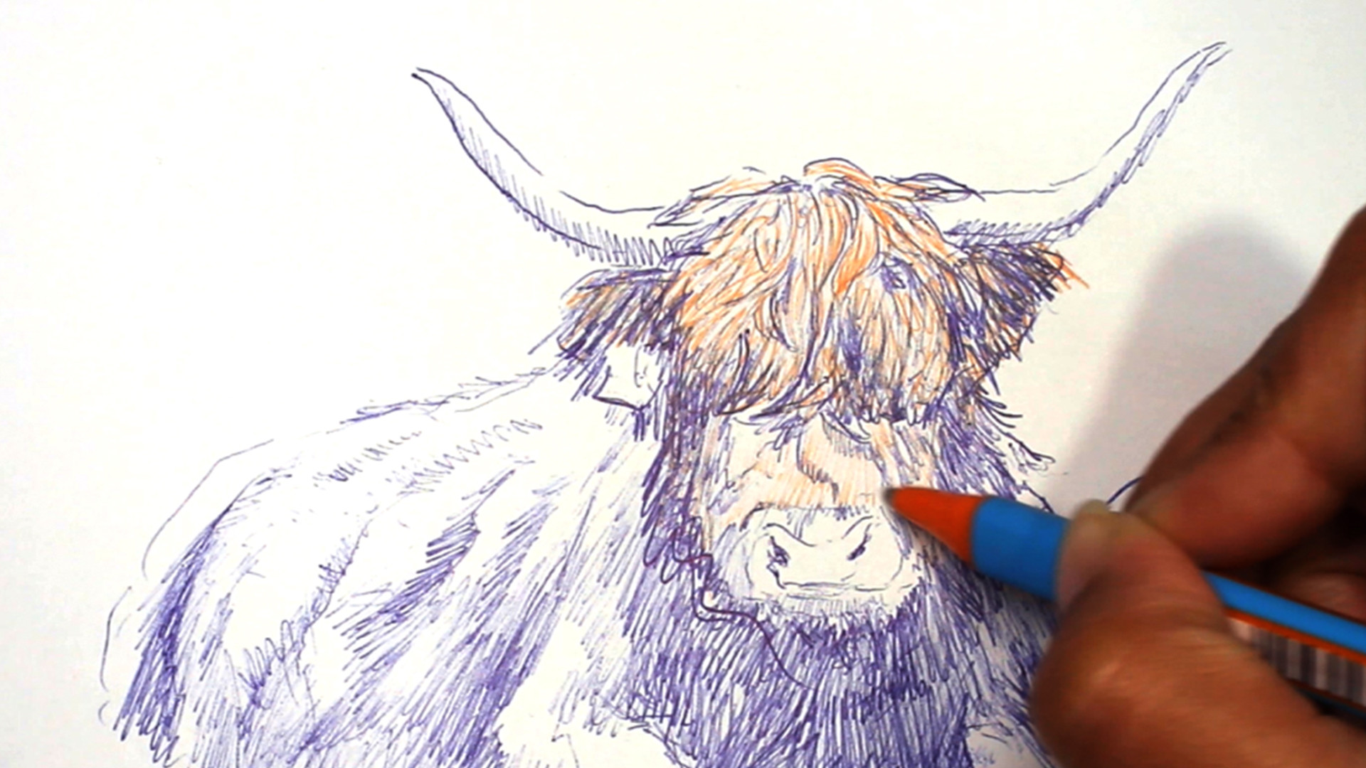 DIY- Workshop Schotse Hooglander tekenen met Schneider Slider Edge XB - Foto