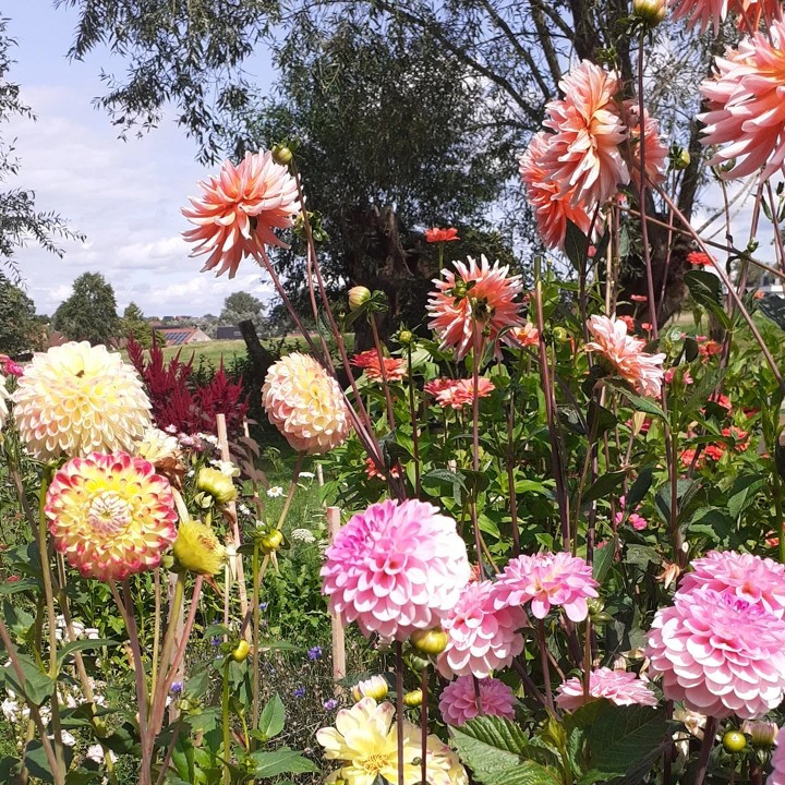 Pluk je veldboeket (privé-workshop) - Foto