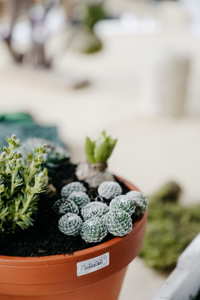 Vlinderbuffet creëeren 🦋🐝 - Foto