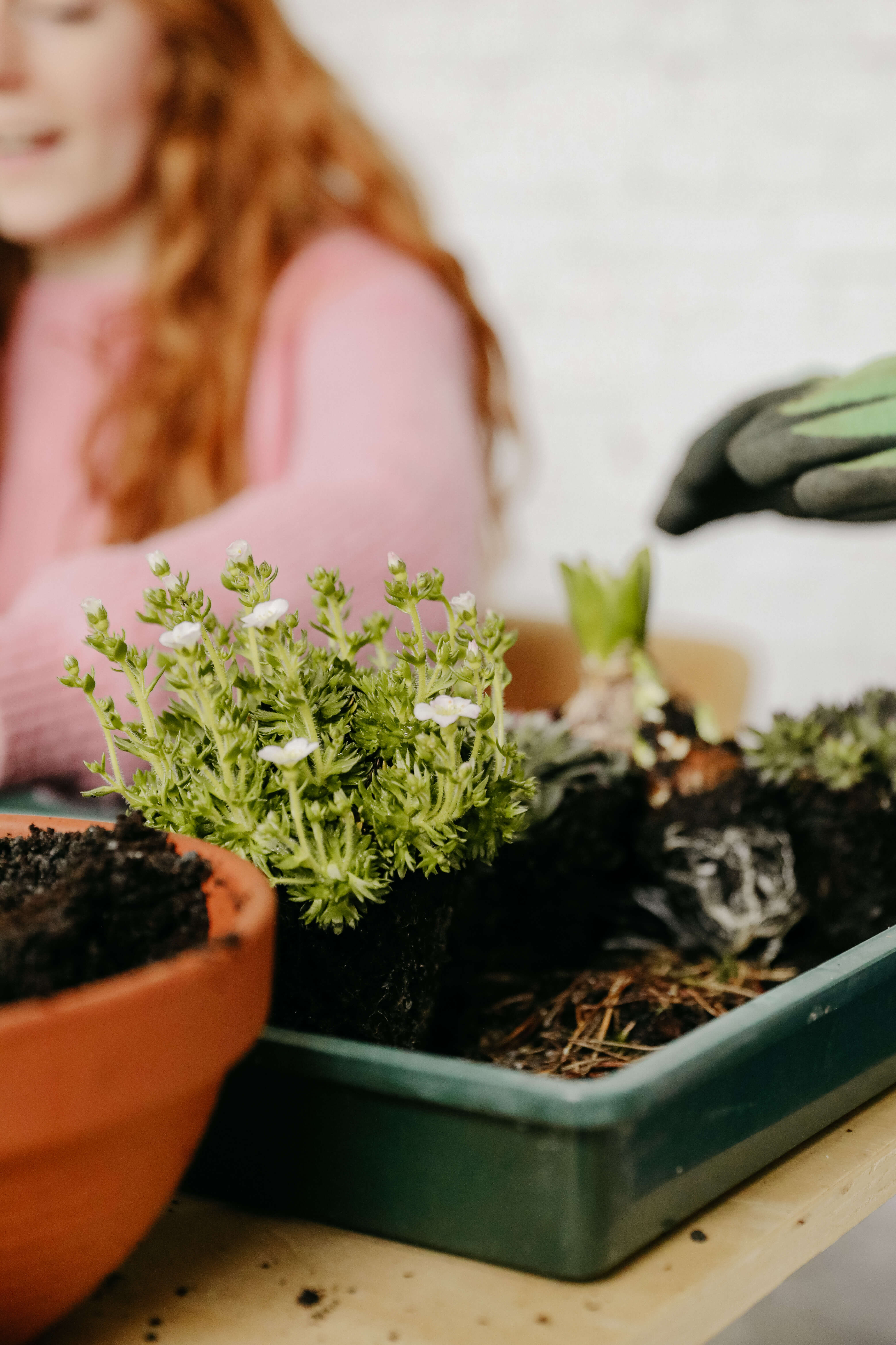 Vlinderbuffet creëeren 🦋🐝 - Foto