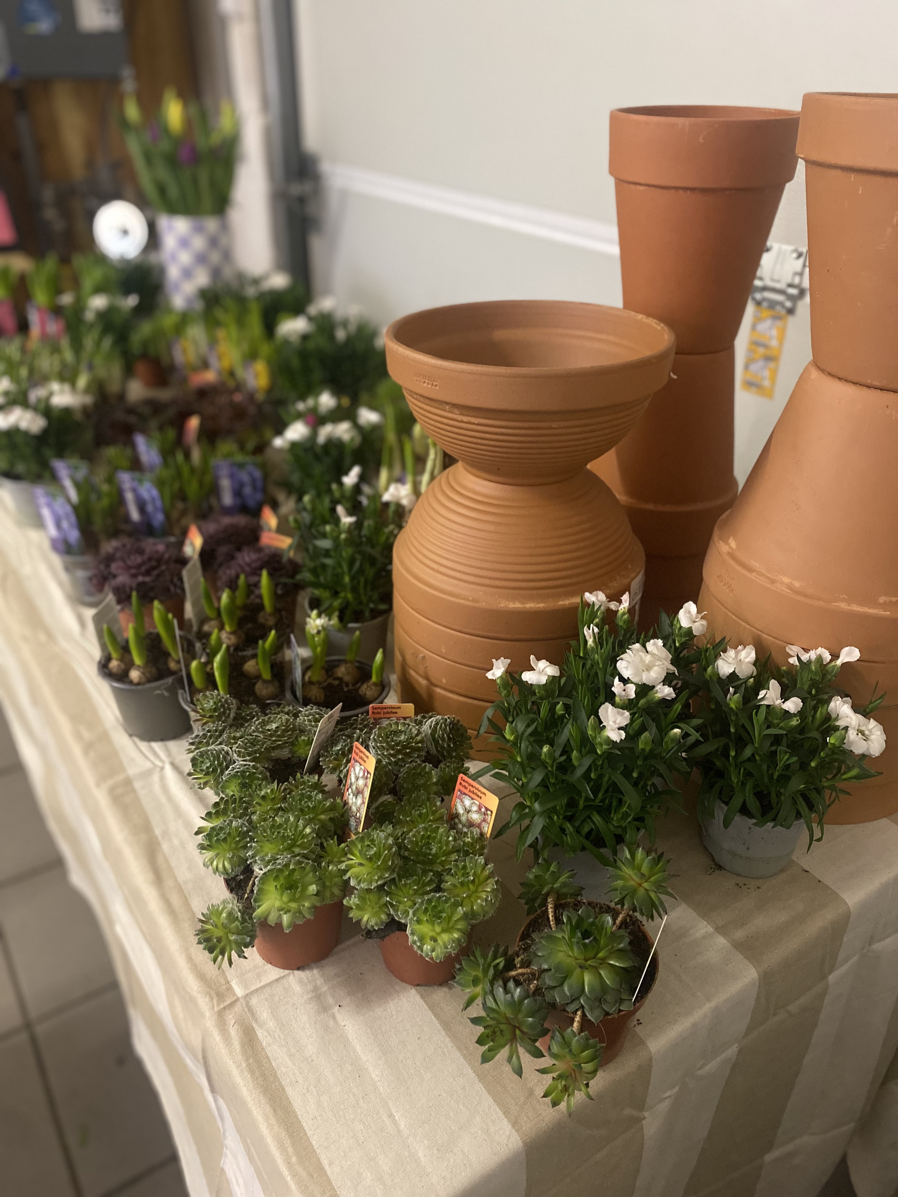 Vlinderbuffet creëeren 🦋🐝 - Foto