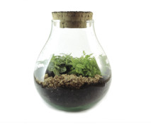 Workshop Plantenterrarium - Foto