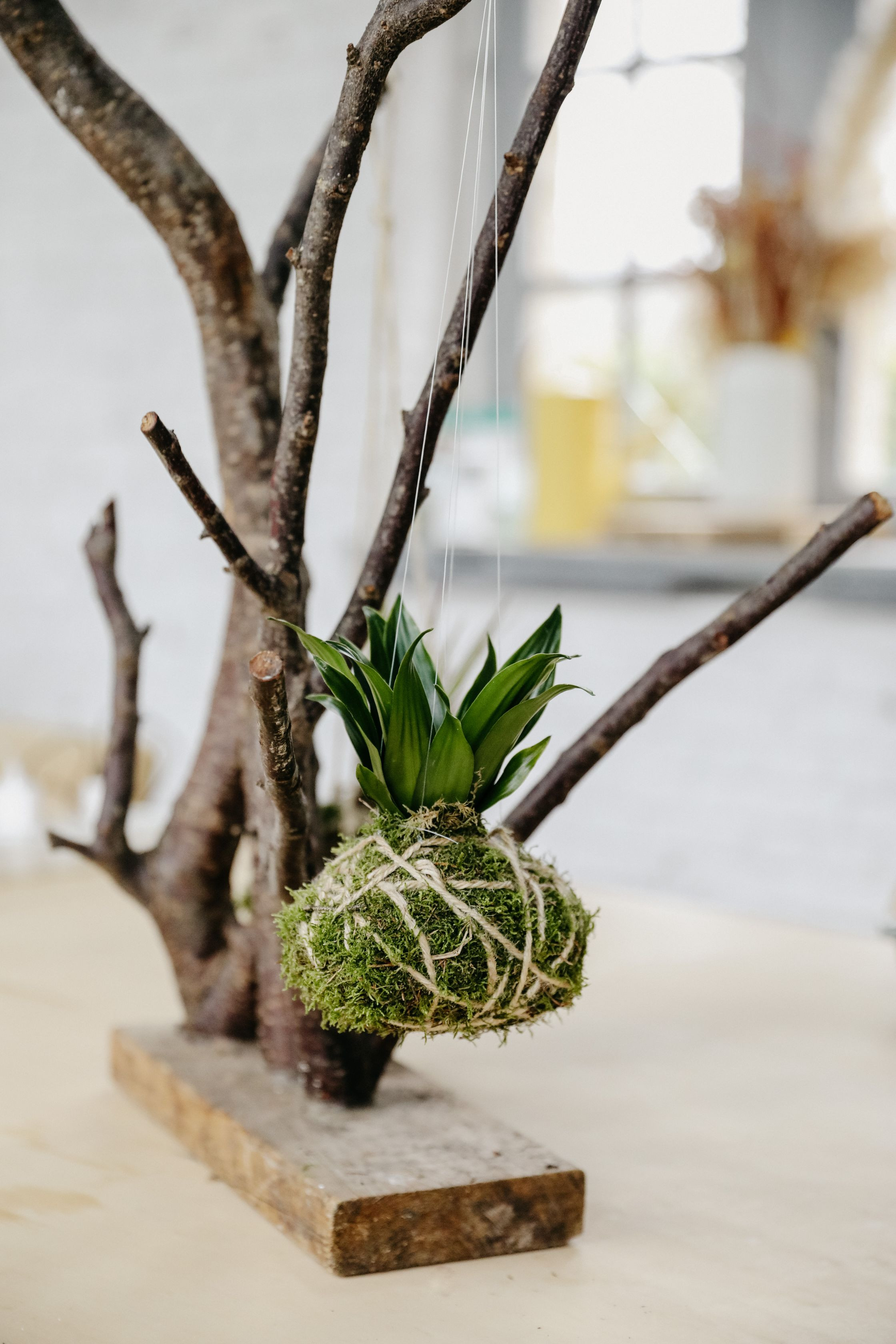 DIY Kokedama maken - Foto