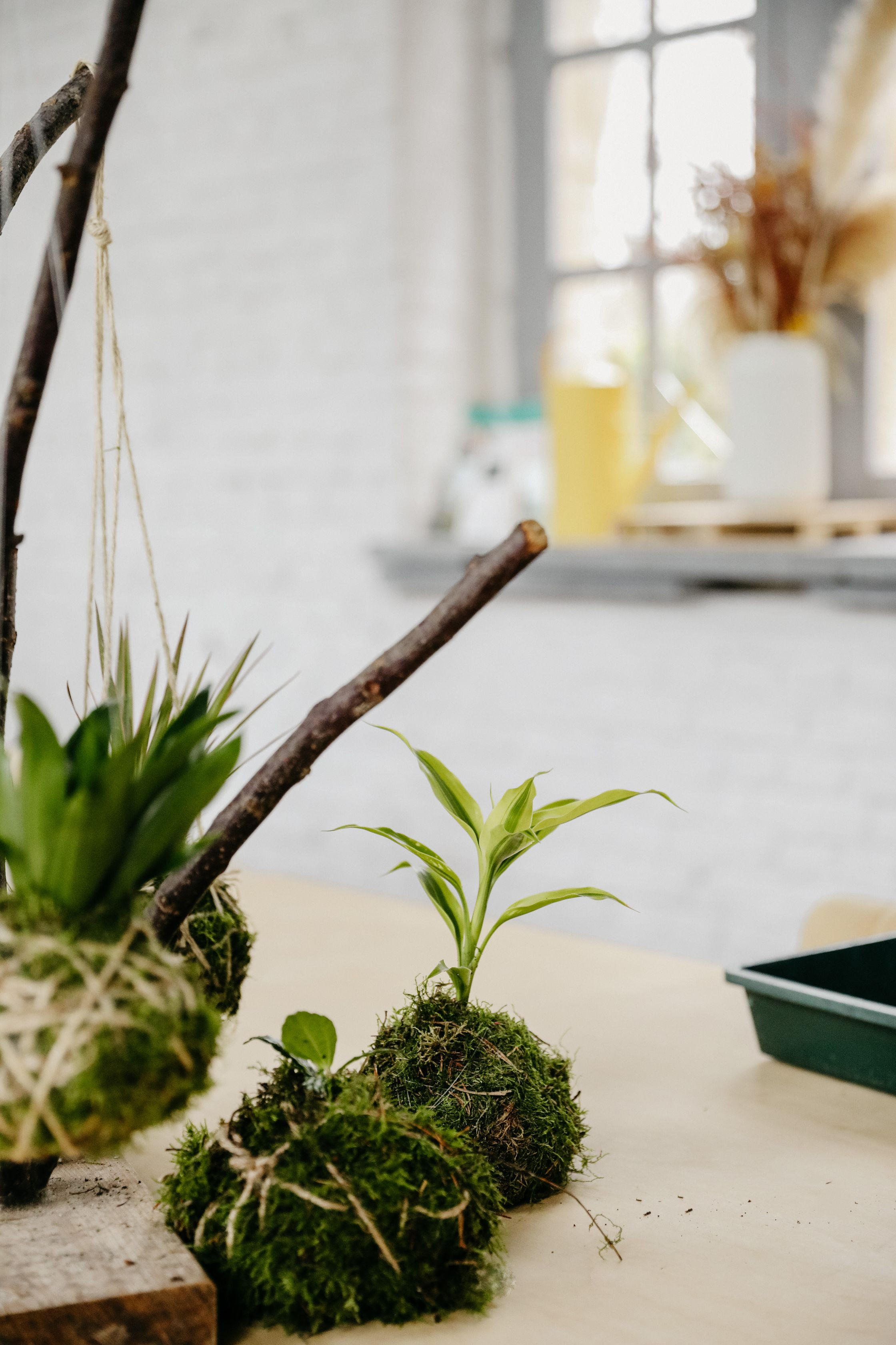 DIY Kokedama maken - Foto