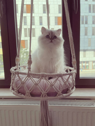 Luxe macramé kattenhangmat - dagworkshop
