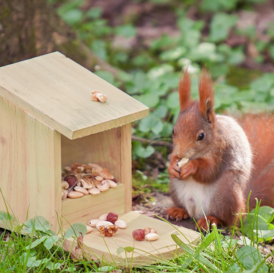Eekhoorn voederkastje maken - Foto
