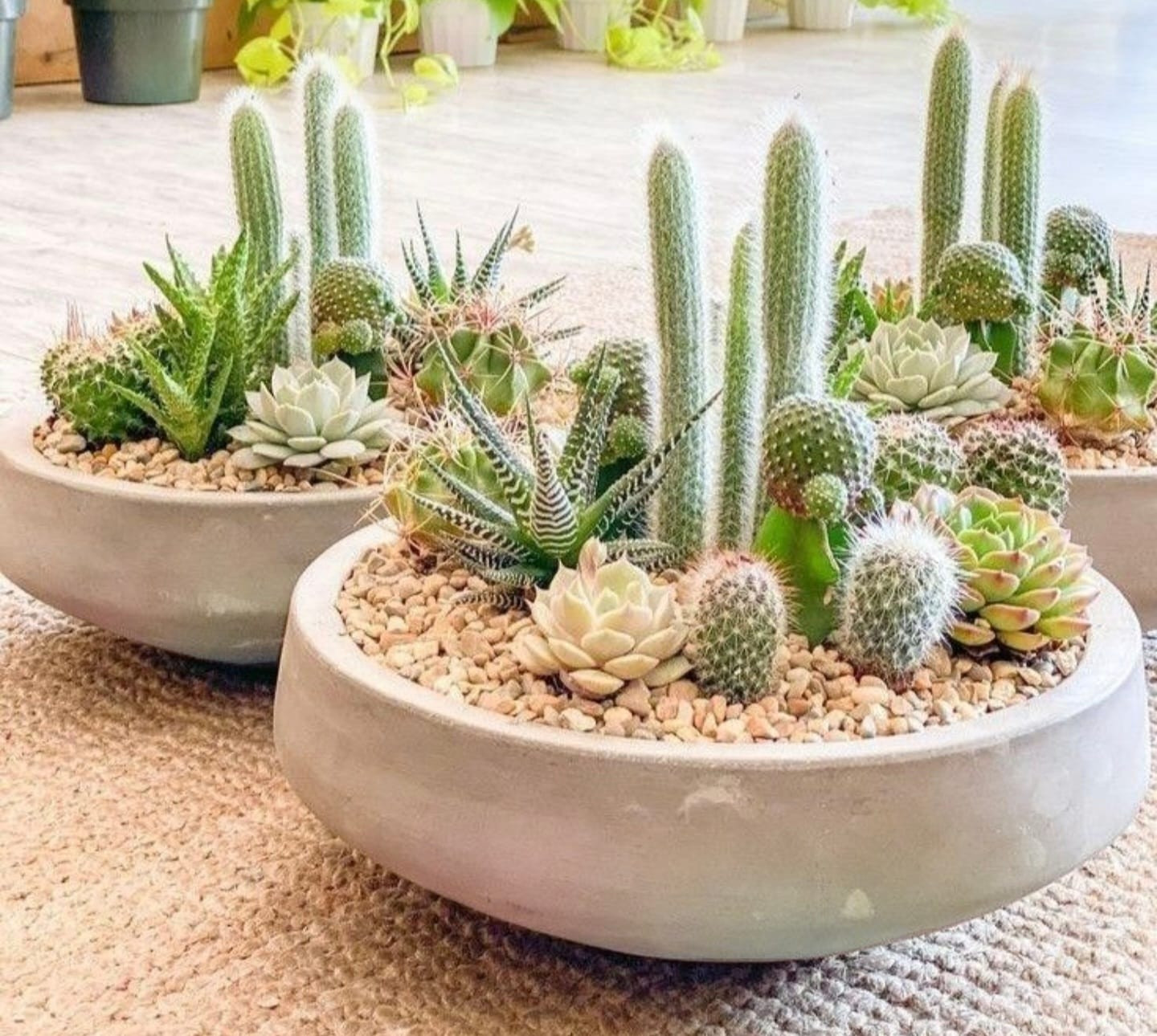 Botanische schaal in Keramiek - Foto