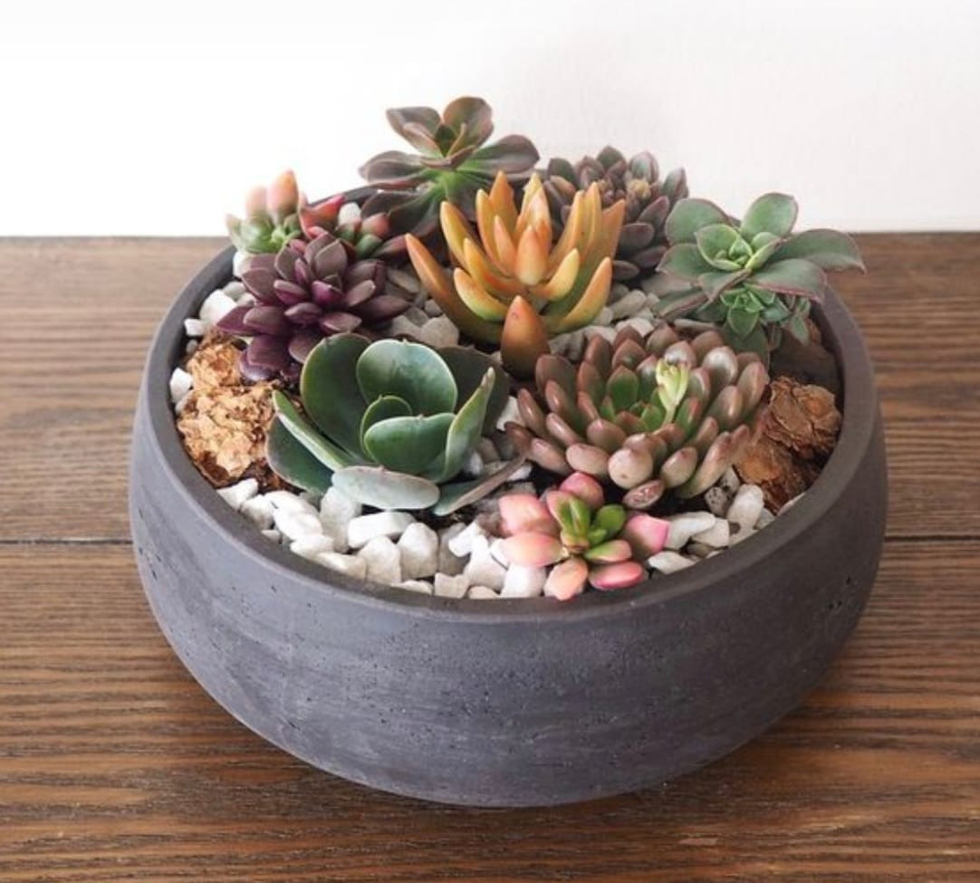 Botanische schaal in Keramiek - Foto