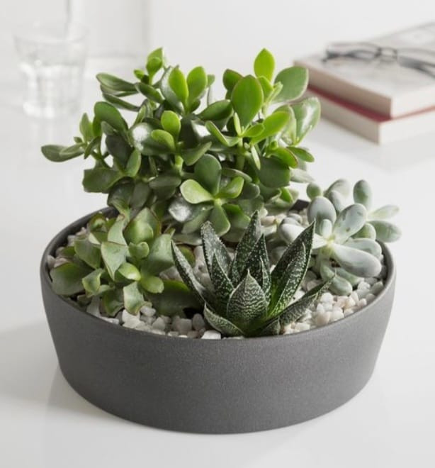 Botanische schaal in Keramiek - Foto