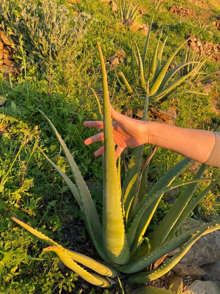 Aloë vera bodylotion voor een stralende huid! @WOLF Antwerpen 🌿