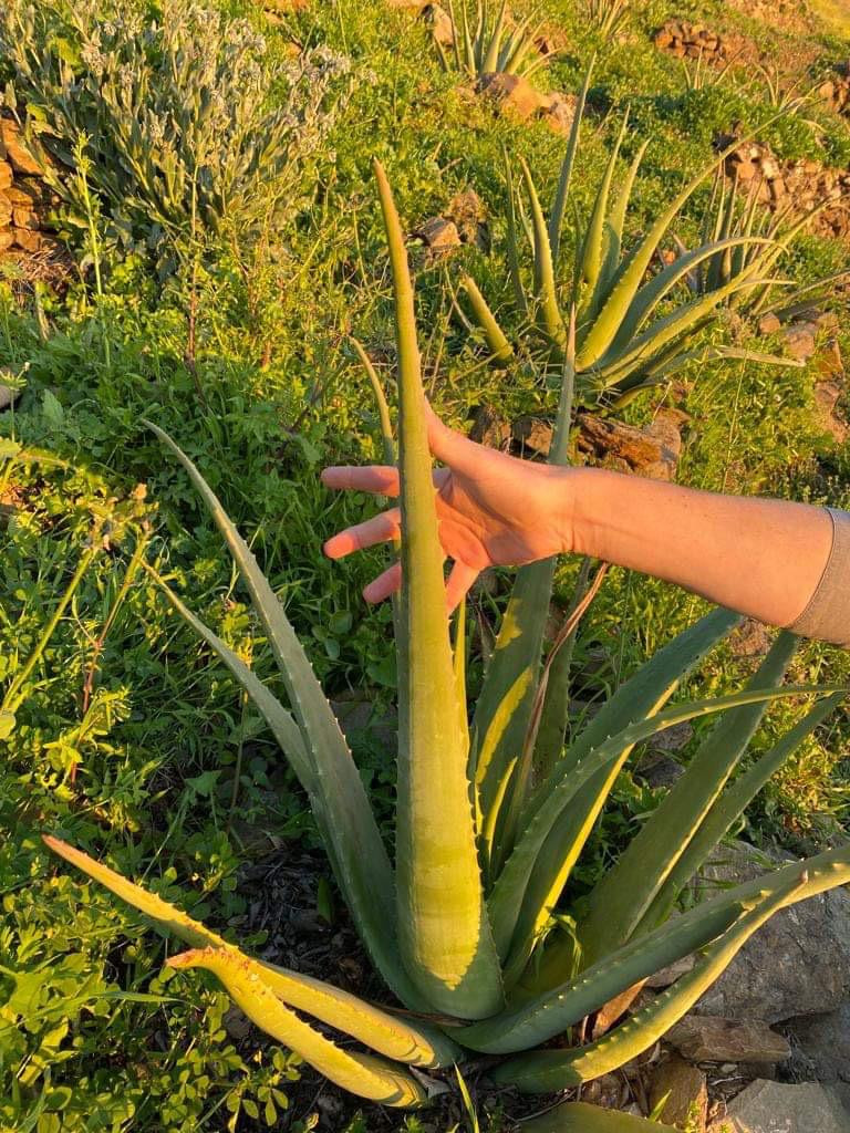 Aloë vera workshop - Foto