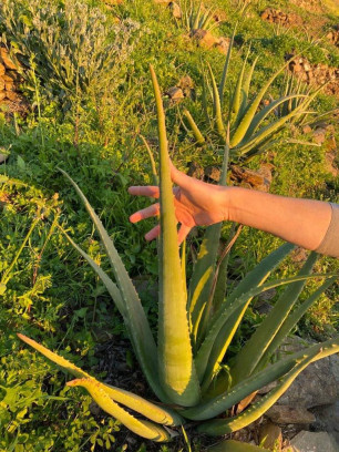 Ontdek het geheim van een stralende huid met Aloë vera! 🌿