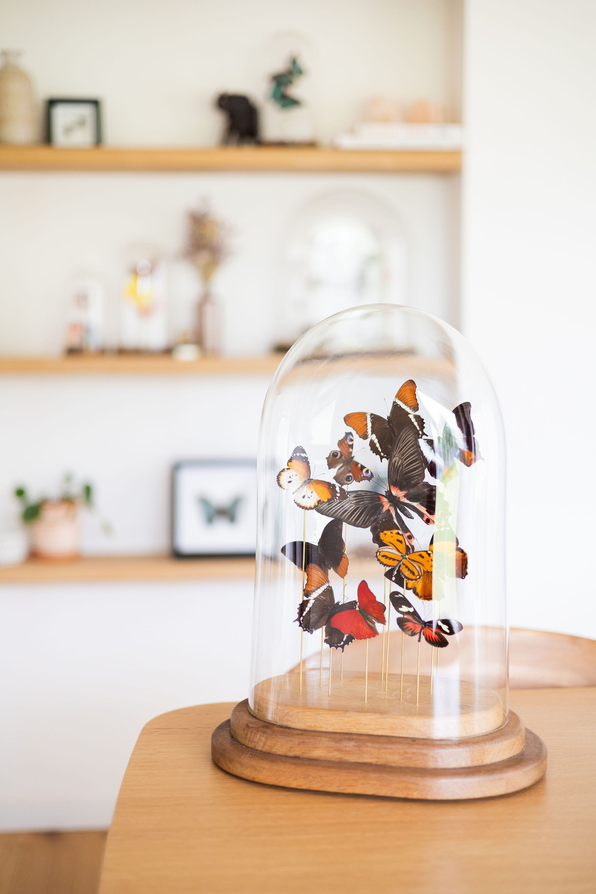 Workshop 'Vlinders prepareren XL' - Foto