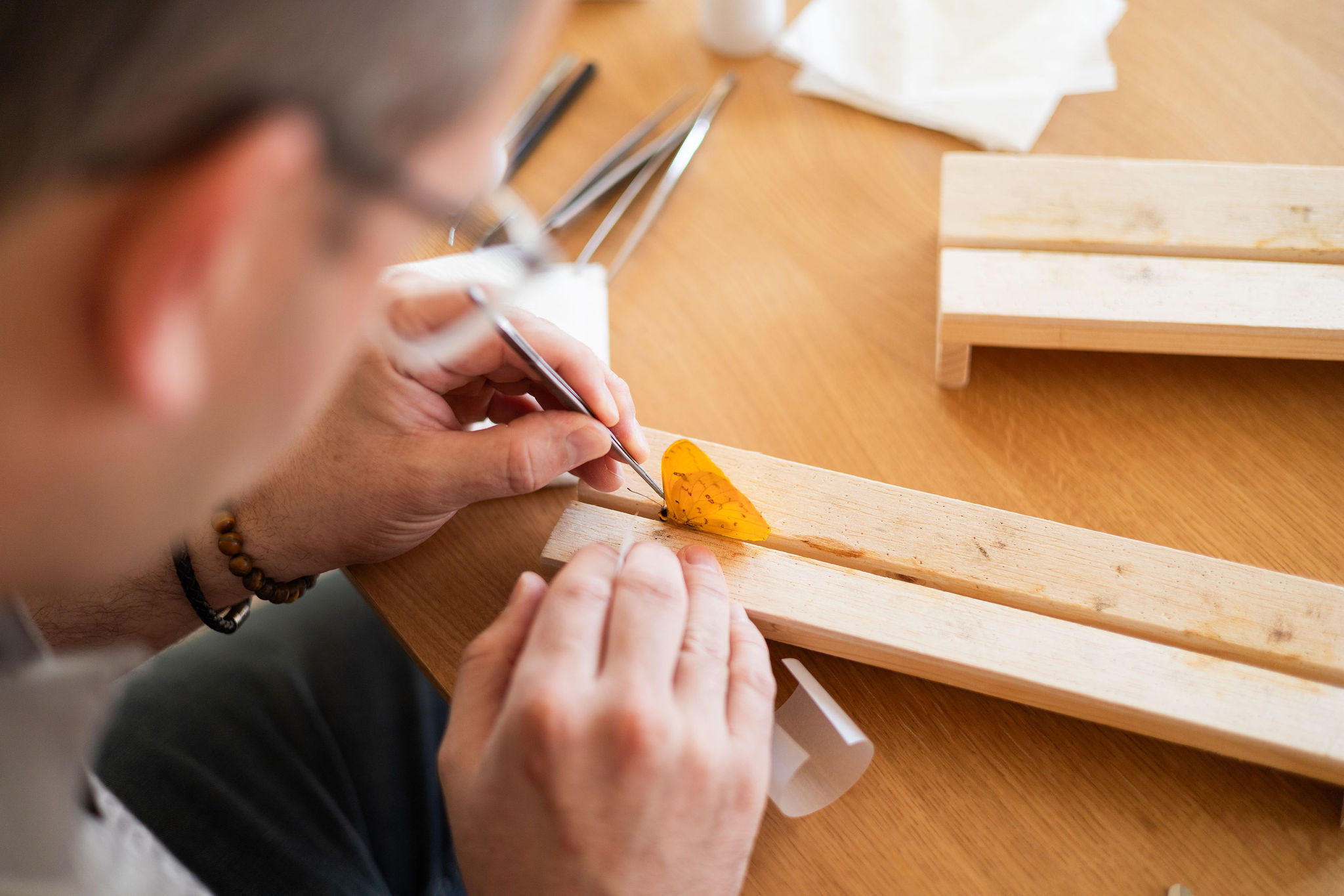 Workshop 'Vlinders prepareren' - Foto
