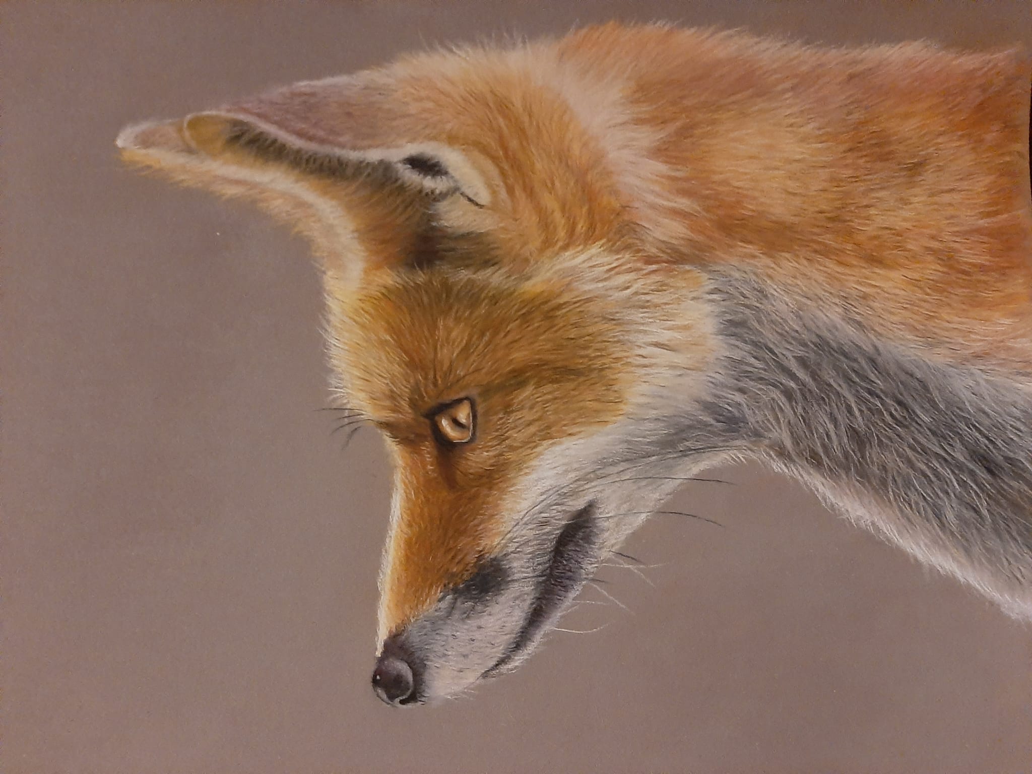 Initiatie dierenportretten tekenen in pastelpotlood vanaf 12 jaar