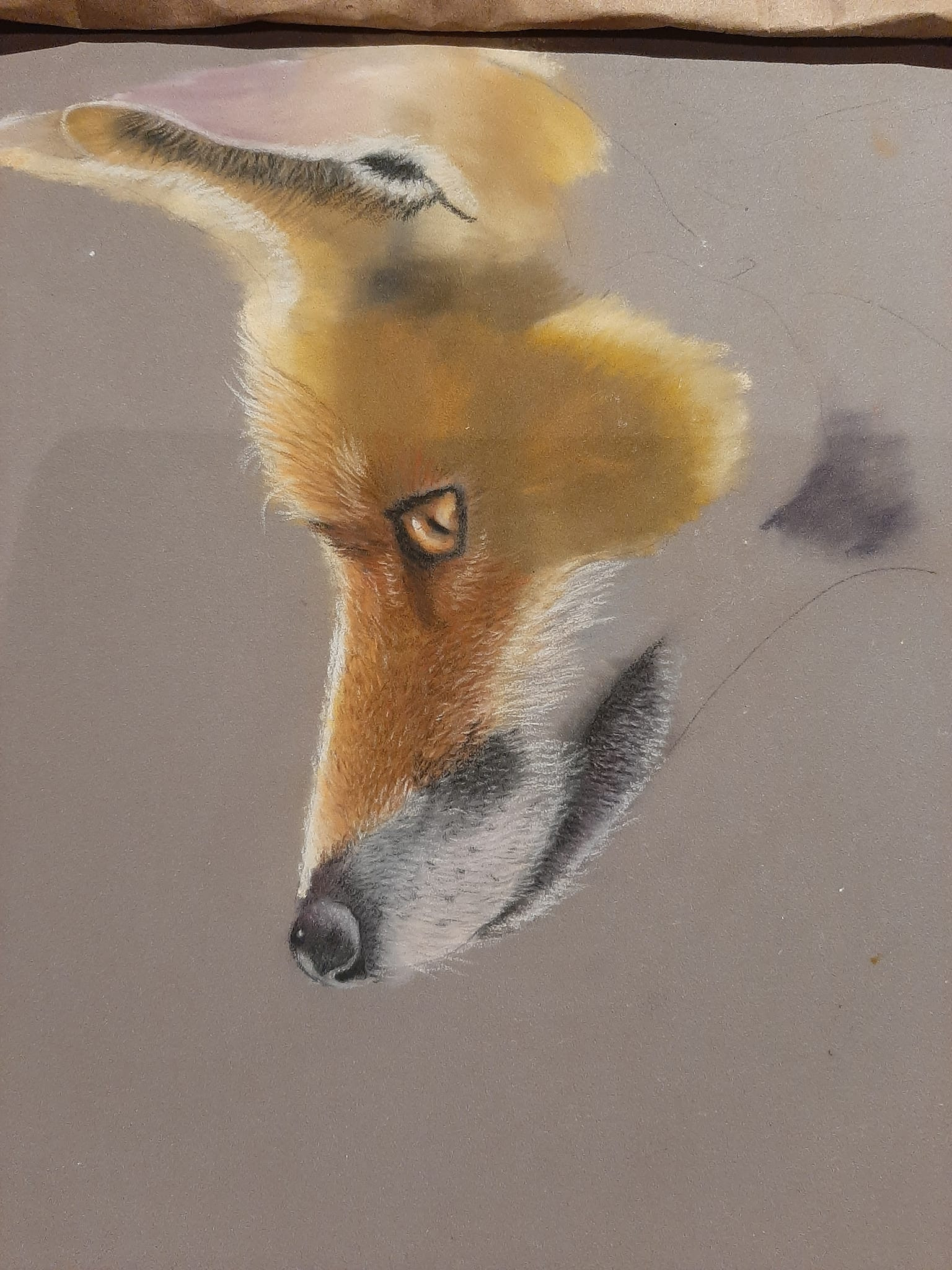 Initiatie dierenportretten tekenen in pastelpotlood vanaf 12 jaar - Foto