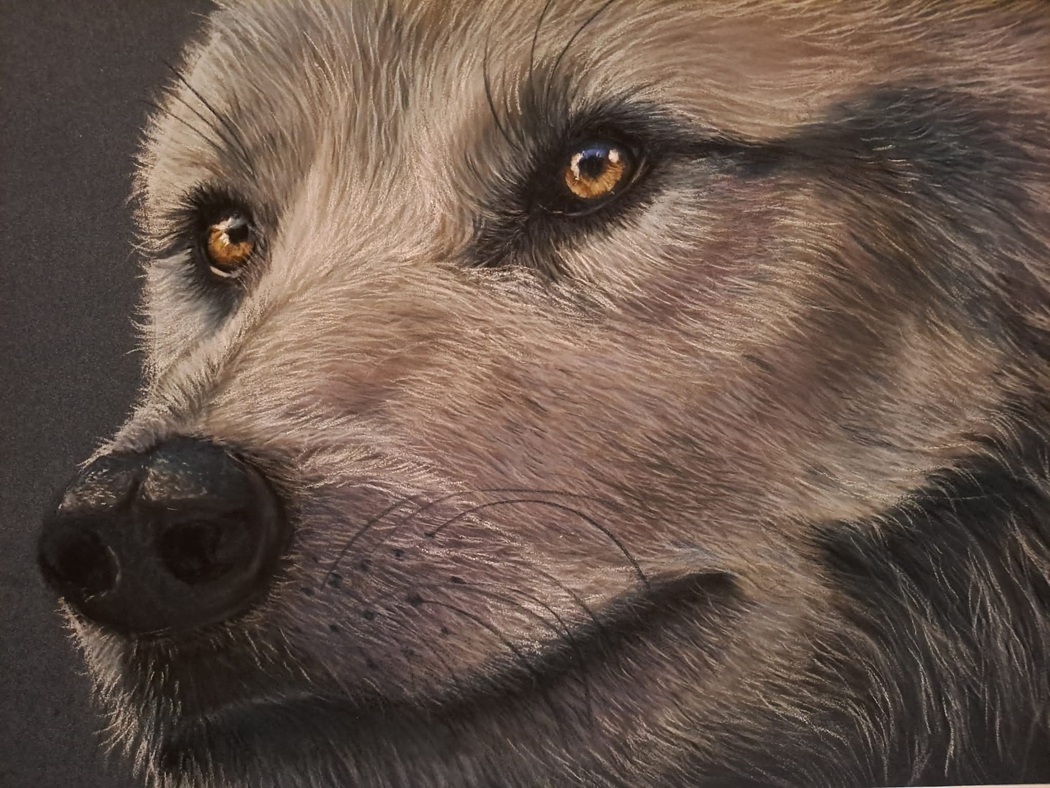 Initiatie dierenportretten tekenen in pastelpotlood vanaf 12 jaar - Foto