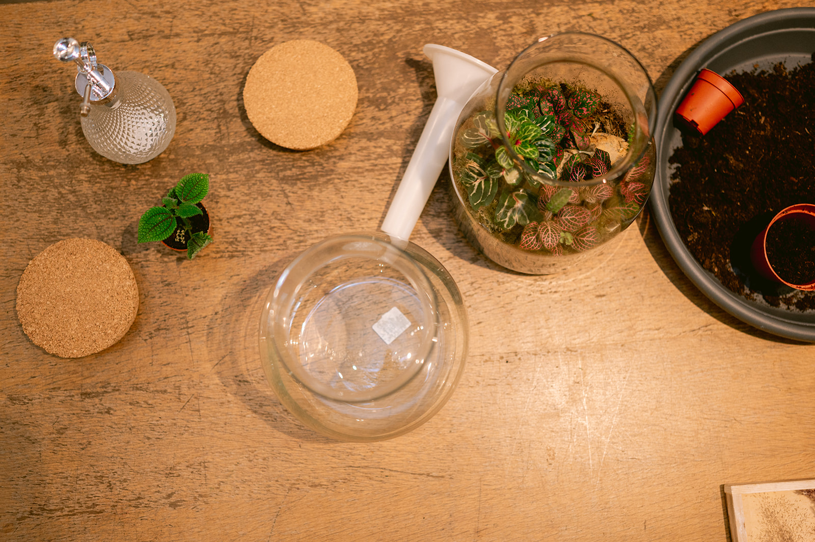 -Workshop Terrarium maken en verzorgen (24/01) - Foto