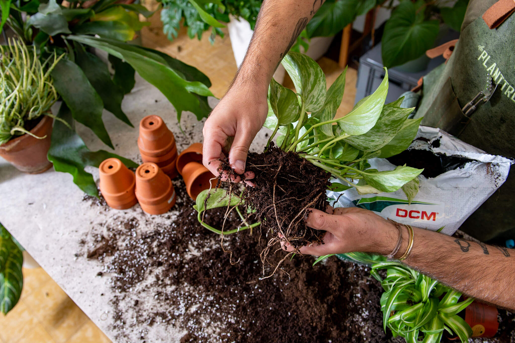 Workshop Kamerplanten verzorgen en verpotten - een complete basis - Foto