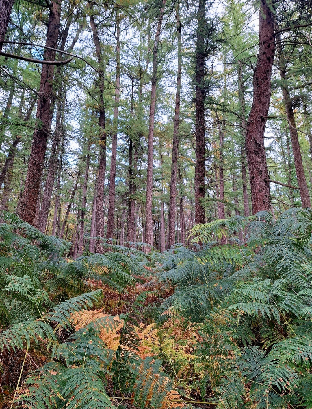Heerlijke herfstpauze: bosbeleving met theeceremonie