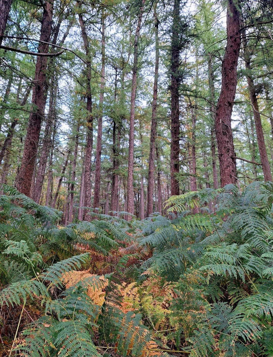 Heerlijke herfstpauze: bosbeleving met theeceremonie - Foto
