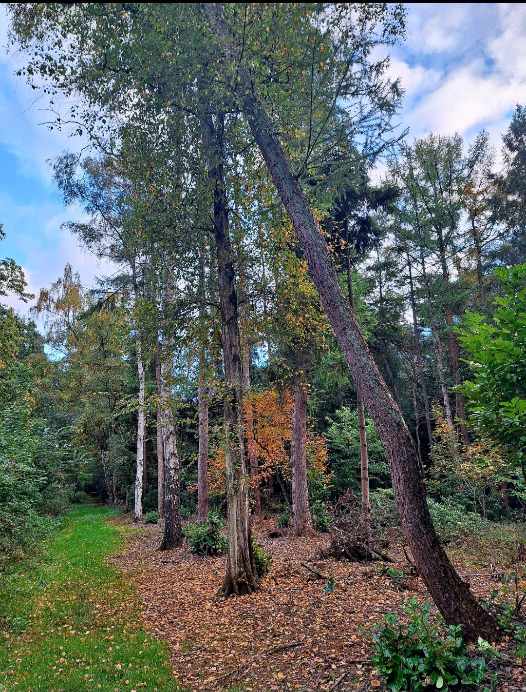 Heerlijke herfstpauze: bosbeleving met theeceremonie - Foto