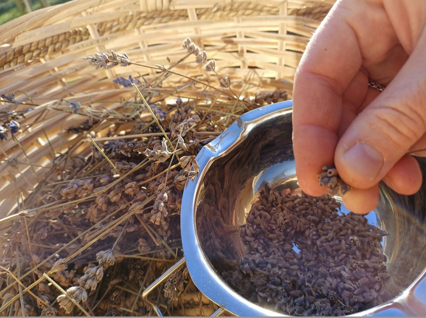 Biologisch lavendel natuurzeep - Foto