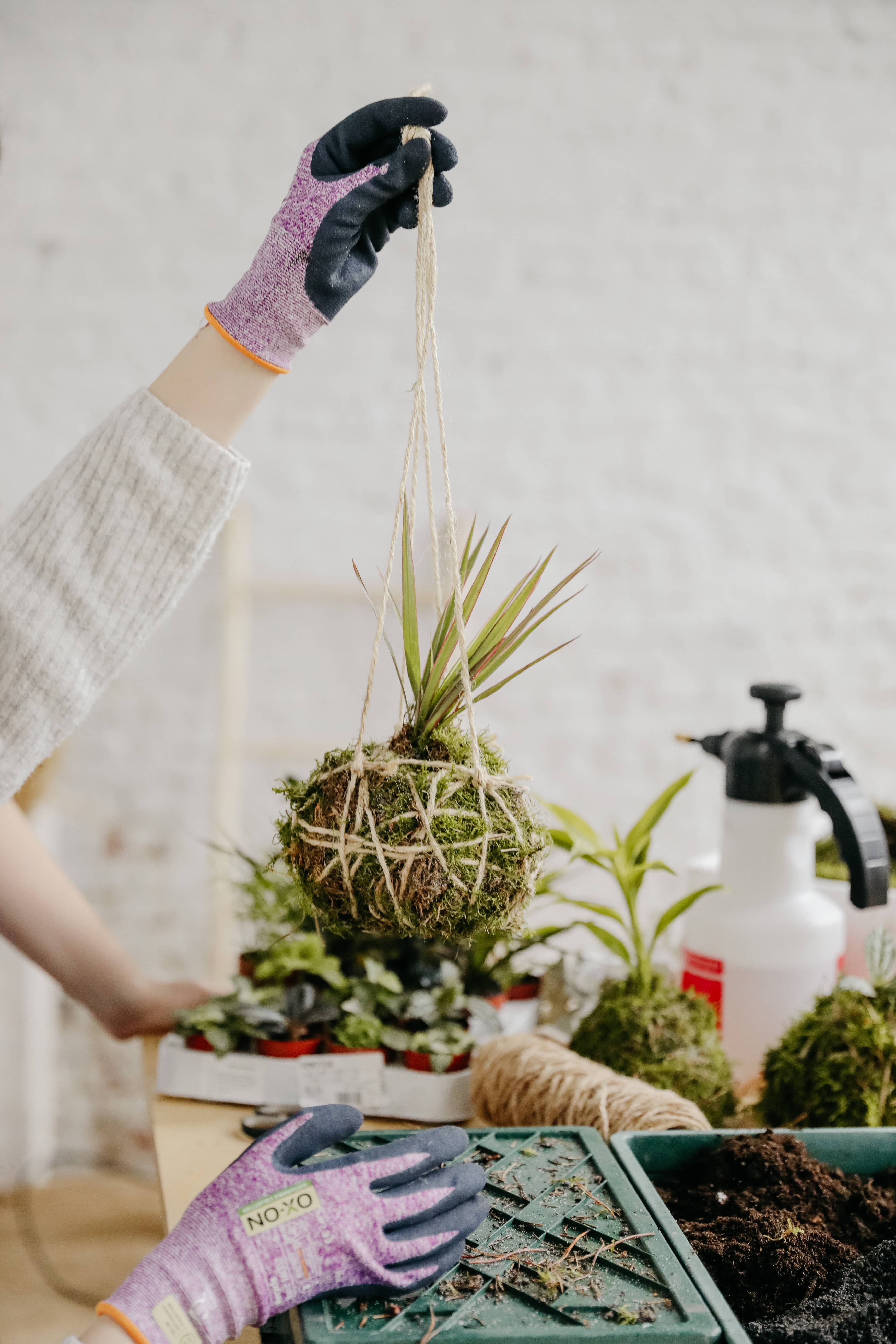 Workshop Kokedama's maken 🪴