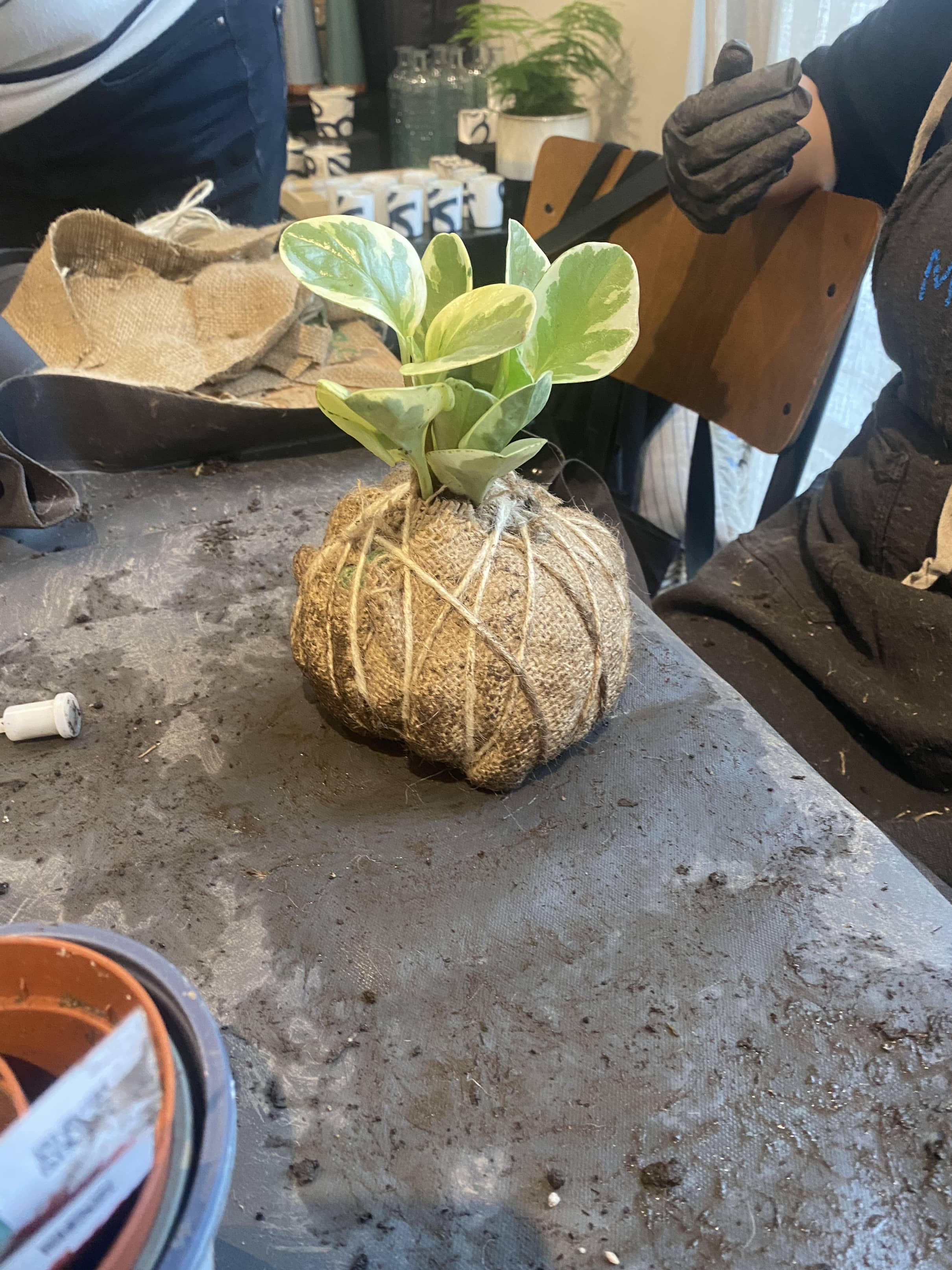 🌿 Kokedama Workshop – Vrijgezelleneditie - Foto