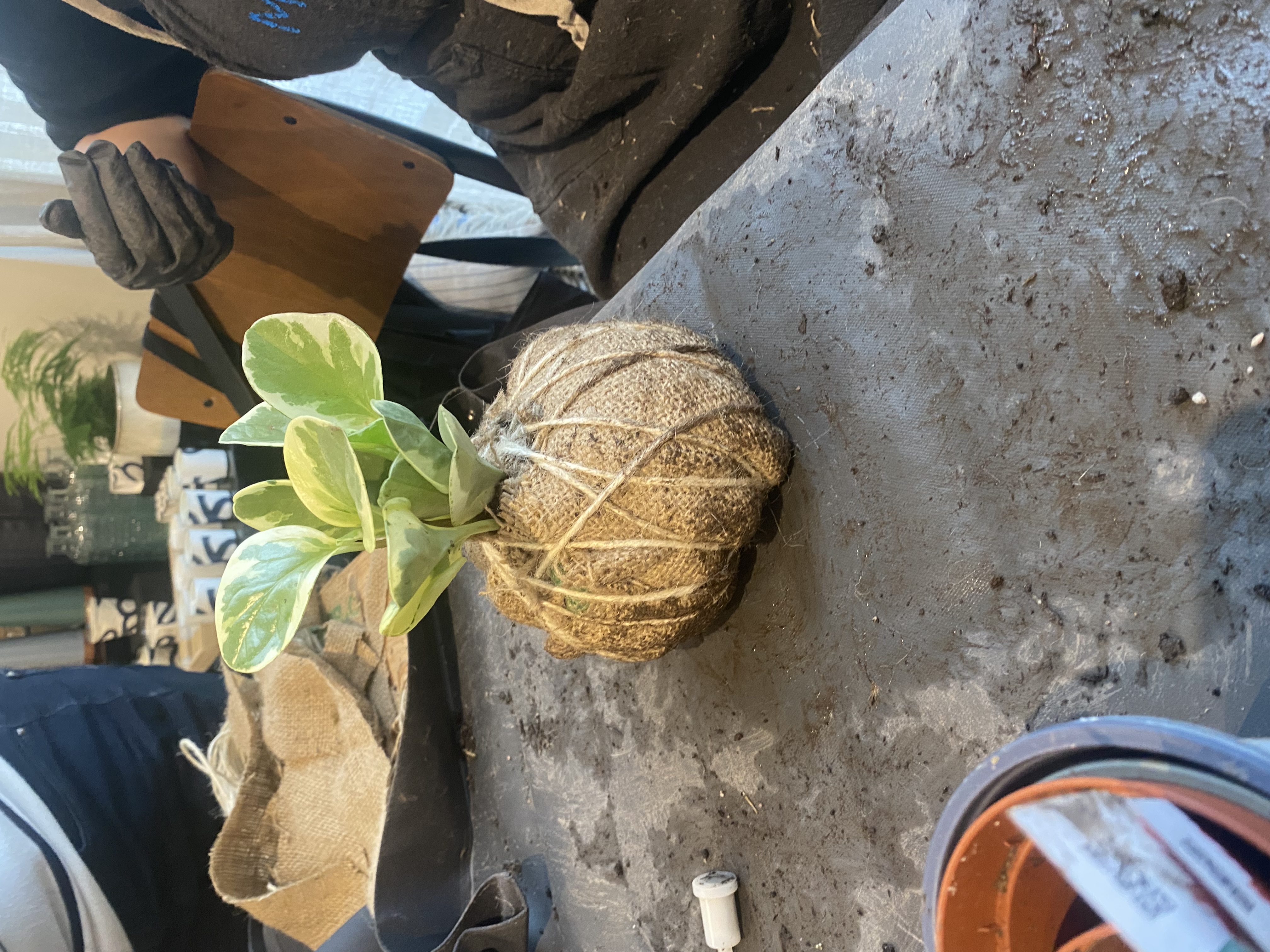 Workshop Kokedama's maken 🪴 - Foto