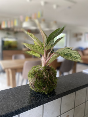 Workshop Kokedama's maken 🪴