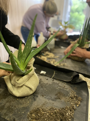 Workshop Kokedama's maken 🪴