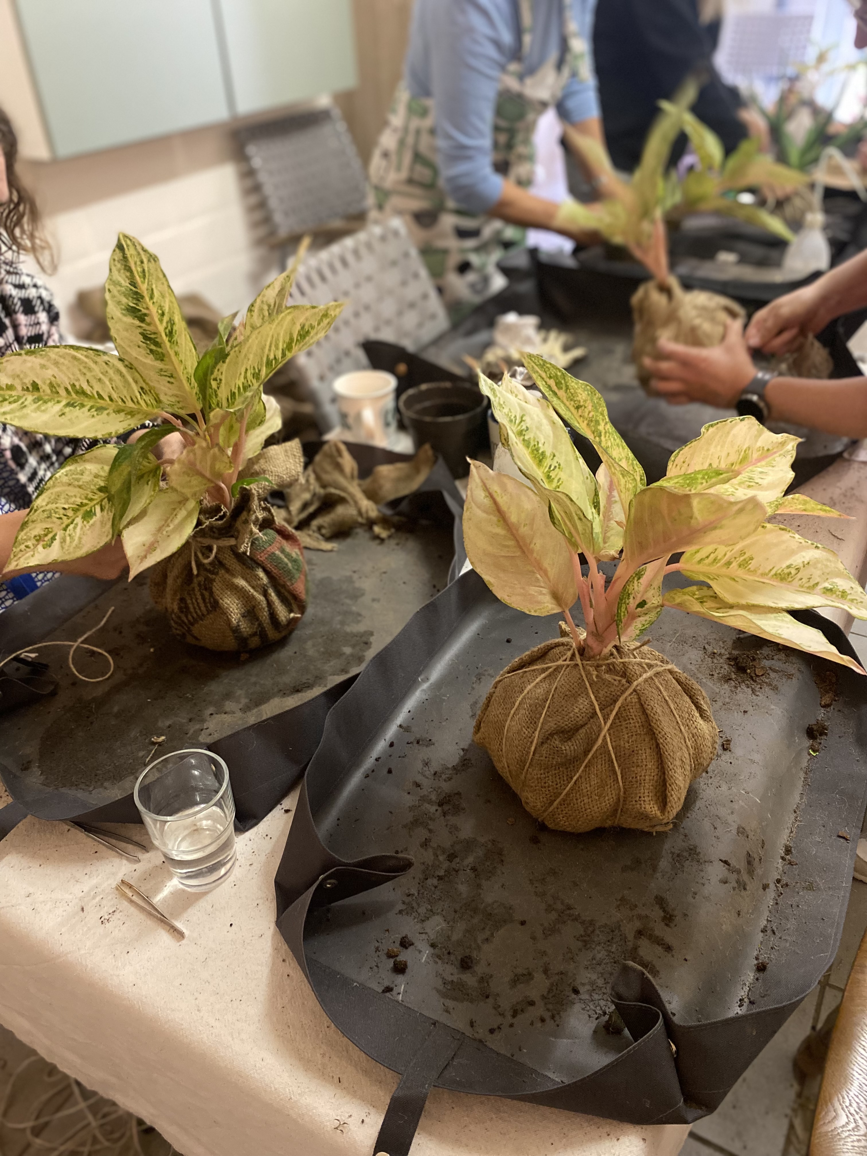 Workshop Kokedama's maken 🪴 - Foto