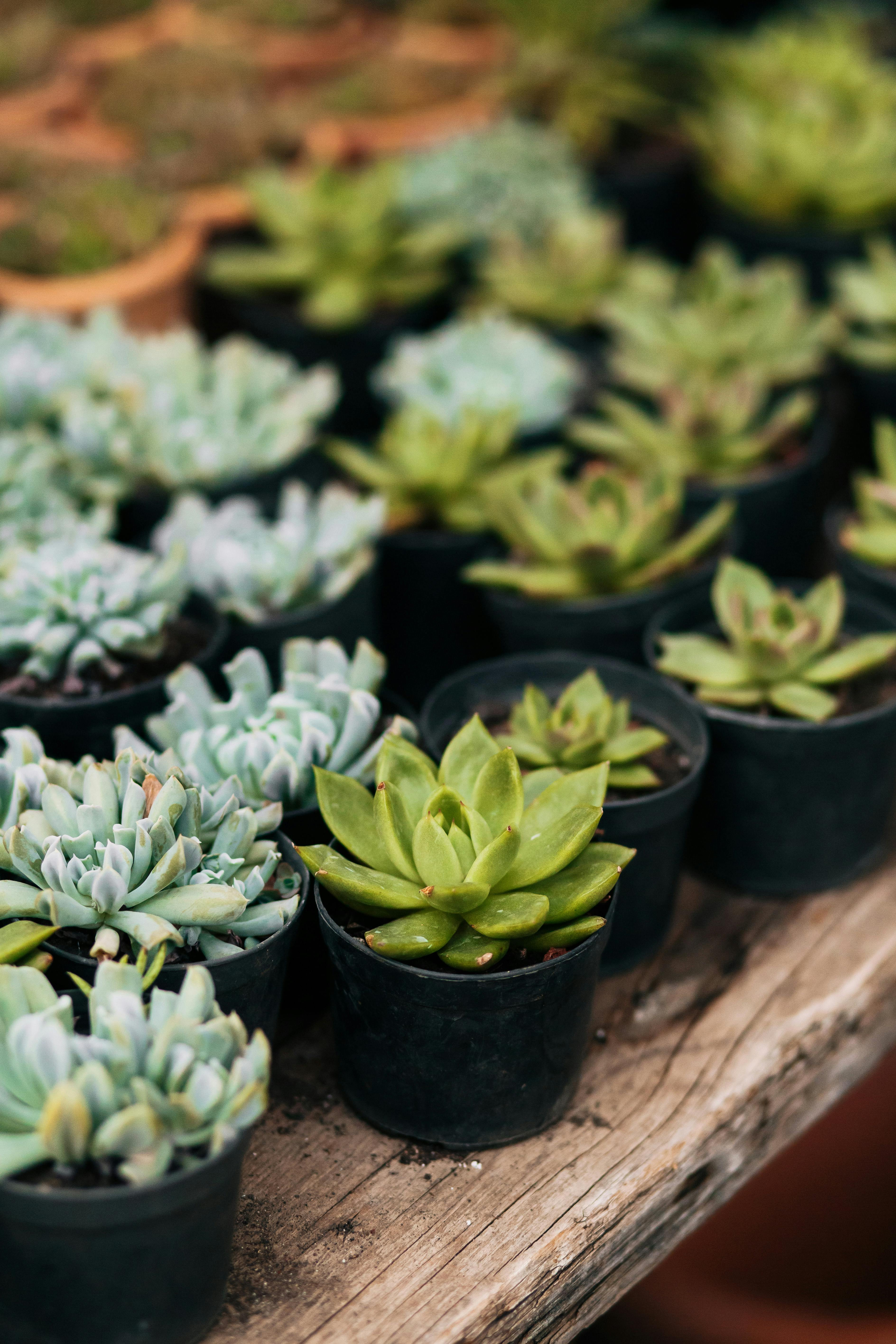 Workshop Levende krans maken met vetplantjes - Foto
