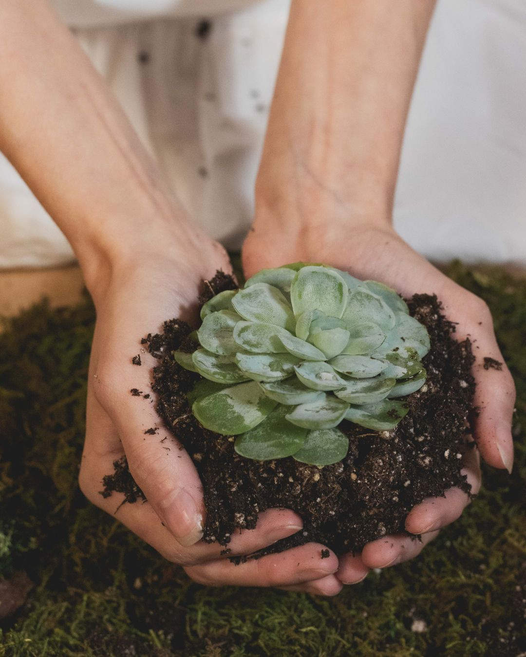 Workshop Levende krans maken met vetplantjes - Foto