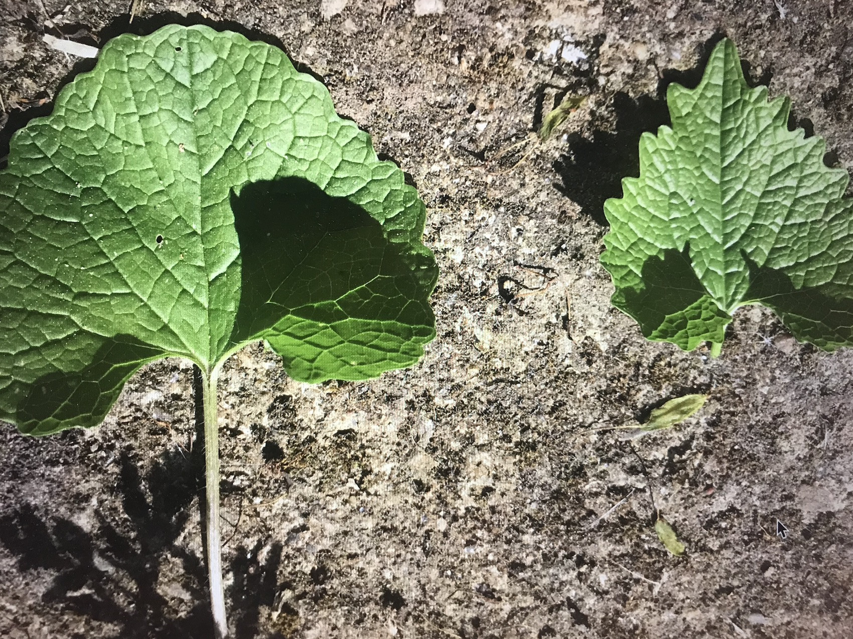 Wildpluk Workshop Deel 1 DIY Voorjaarsvitaliteit - Foto