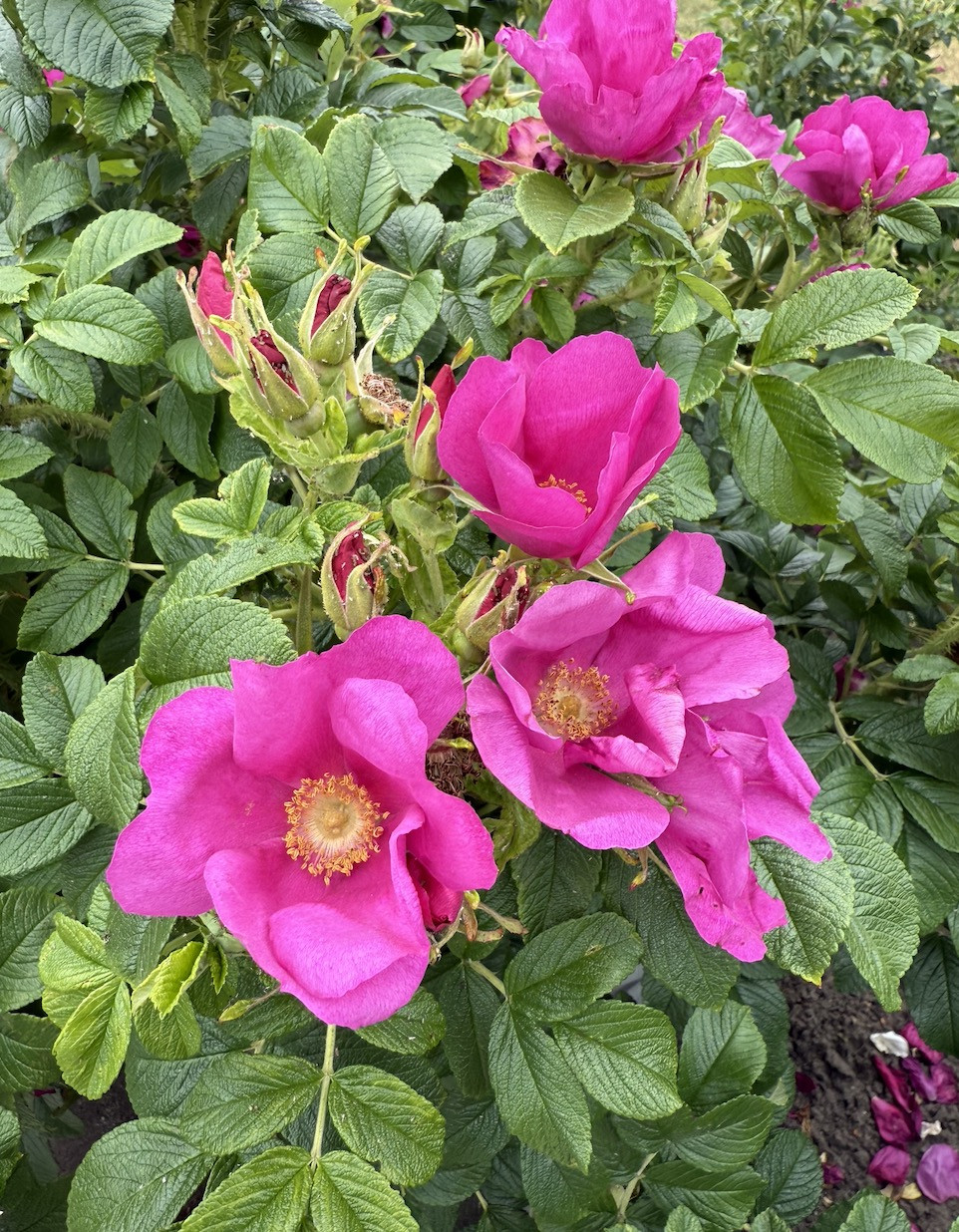 Wildpluk Workshop Deel 2 DIY Voorjaarsvitaliteit - Foto