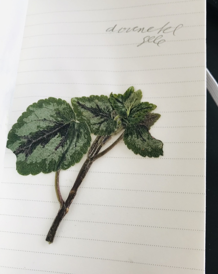 Wildpluk Workshop Deel 2 DIY Voorjaarsvitaliteit - Foto