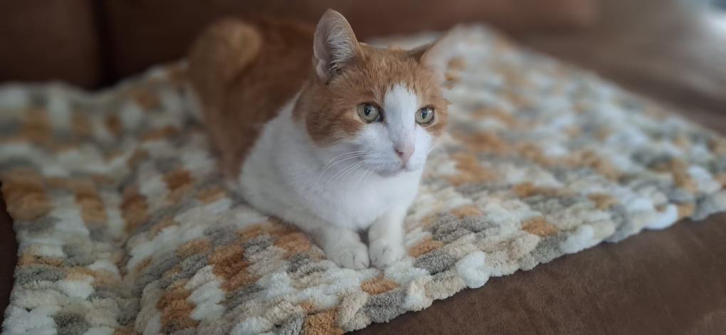 🐾 Lusjes, wol & kattenknuffels – kattendekentje handbreien in Lierse Aaikes