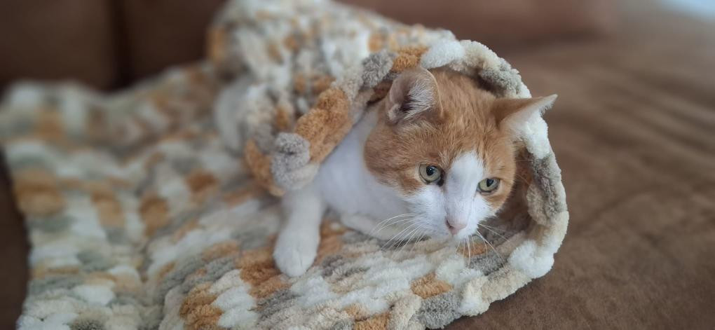 🐾 Lusjes, wol & kattenknuffels – kattendekentje handbreien in Lierse Aaikes - Foto