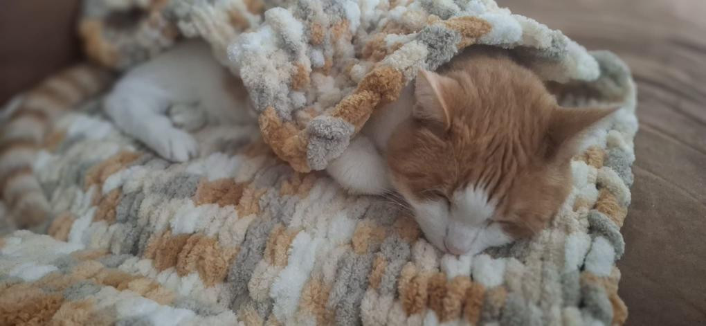 🐾 Lusjes, wol & kattenknuffels – kattendekentje handbreien in Lierse Aaikes - Foto